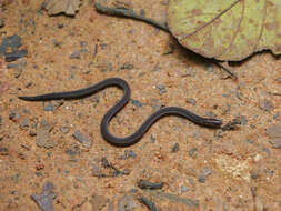 Image of Cantor's Dwarf Reed Snake