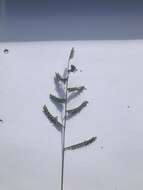 Image of Black-footed signal grass