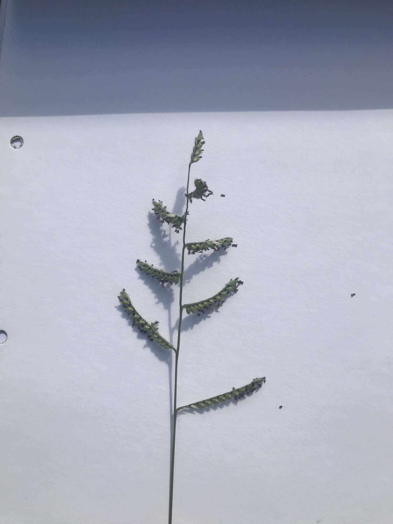 Image of Black-footed signal grass