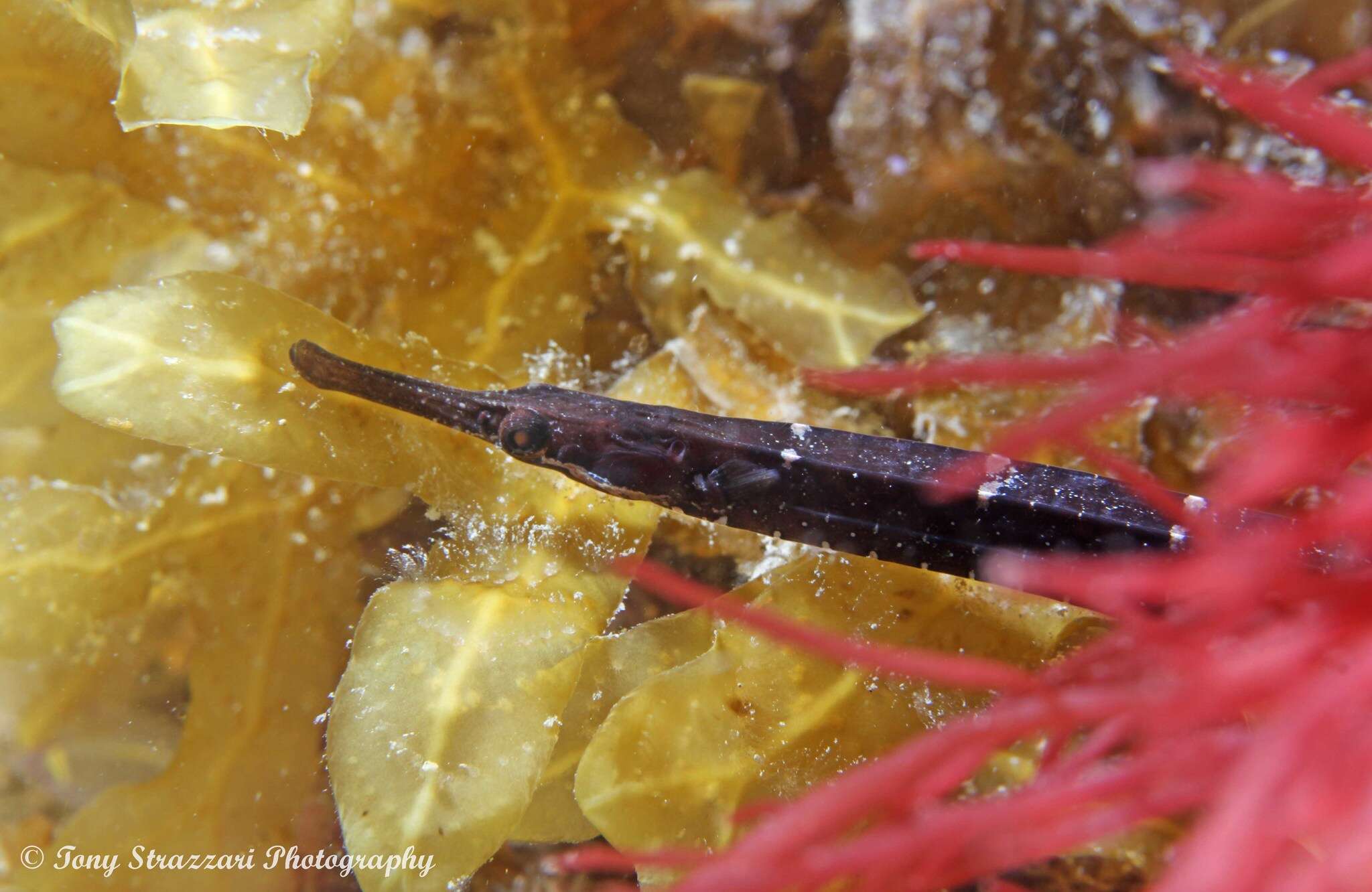 Image of Mother-of-pearl pipefish