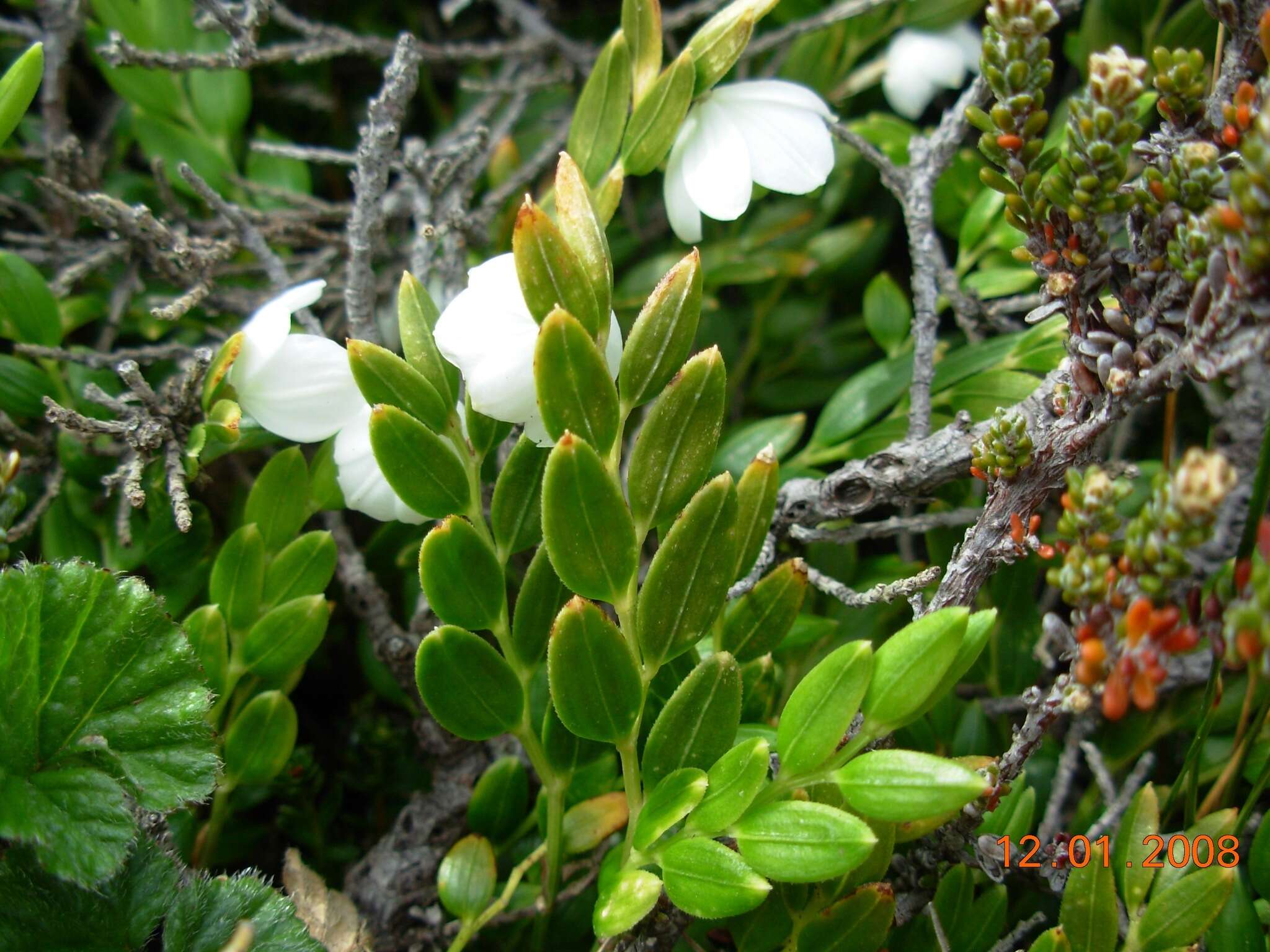 Image of Luzuriaga marginata (Gaertn.) Benth. & Hook. fil.