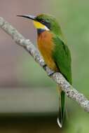 Image of Cinnamon-breasted Bee-eater