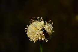 Image of Cephalaria humilis (Thunb.) Roem. & Schult.