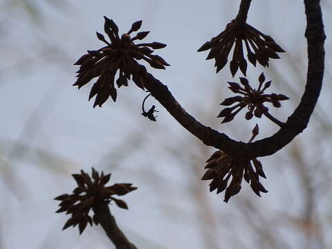 Image of mahua