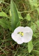 Image of Commelina platyphylla Klotzsch ex Seub.