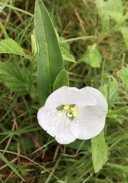 Image of Commelina platyphylla Klotzsch ex Seub.