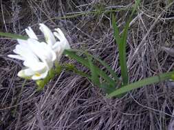 Image of Freesia caryophyllacea (Burm. fil.) N. E. Br.