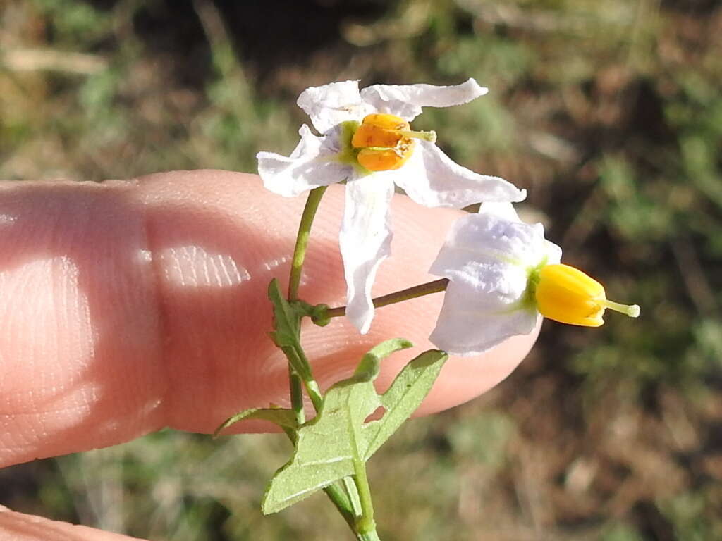 Image of Texas nightshade