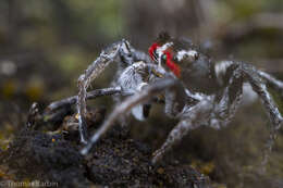 Image of Habronattus sansoni (Emerton 1915)