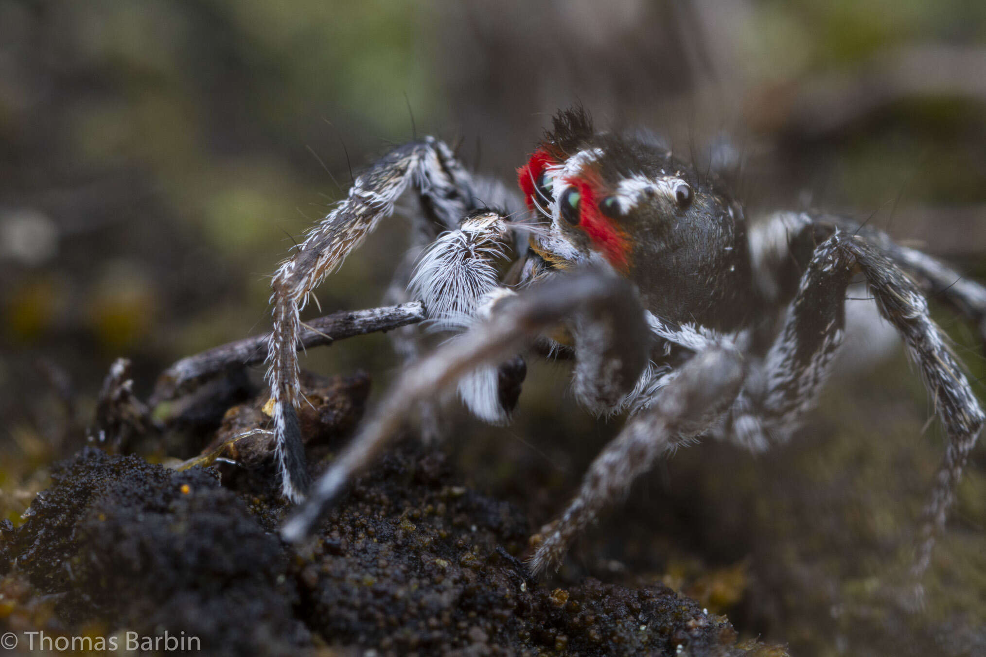 Image of Habronattus sansoni (Emerton 1915)