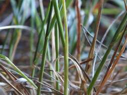 Image of Trisetum tenellum (Petrie) Allan & Zotov ex Laing & Gourlay