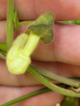 Image of Aristolochia shimadae Hayata