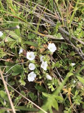 Imagem de Nemophila pedunculata Dougl. ex Benth.