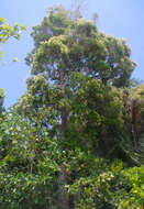 Image of Syzygium hemilamprum subsp. hemilamprum