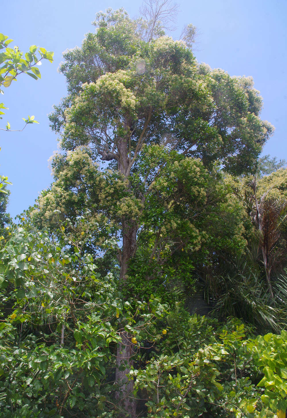 Image of Syzygium hemilamprum subsp. hemilamprum