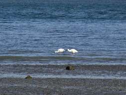 Image of Royal Spoonbill