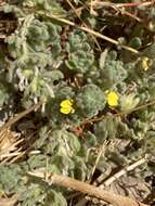 Image of Ajuga bombycina Boiss.