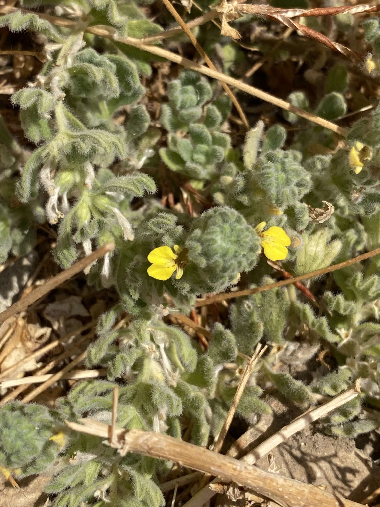 Image of Ajuga bombycina Boiss.