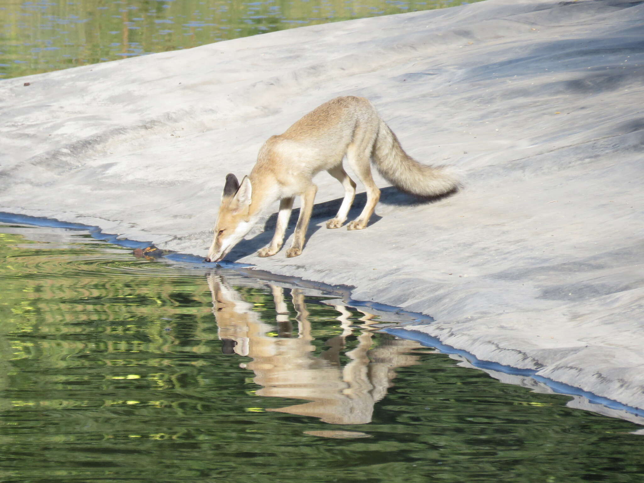 Image of Turkmenian fox