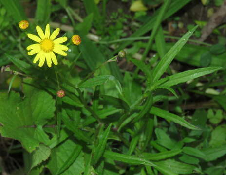 Image of Madagascar ragwort