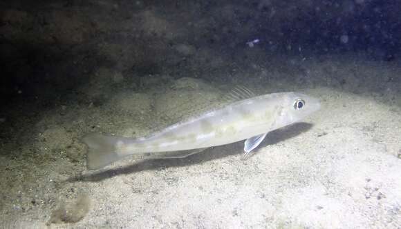 Image of Trumpeter whiting