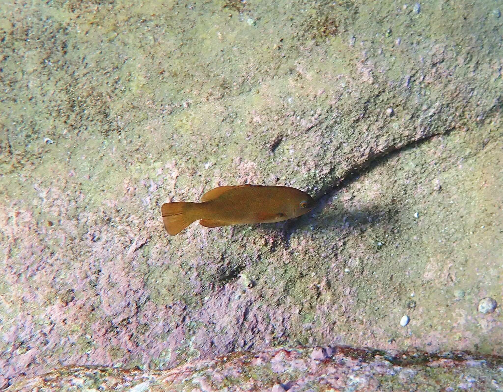 Image of blue groper