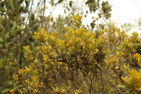 Image of Morella parvifolia (Benth.) Parra-Os.