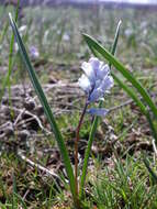 Imagem de Hyacinthella leucophaea (K. Koch) Schur