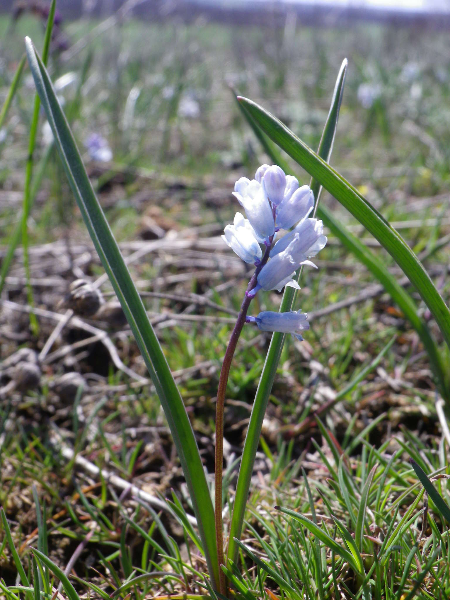 Imagem de Hyacinthella leucophaea (K. Koch) Schur