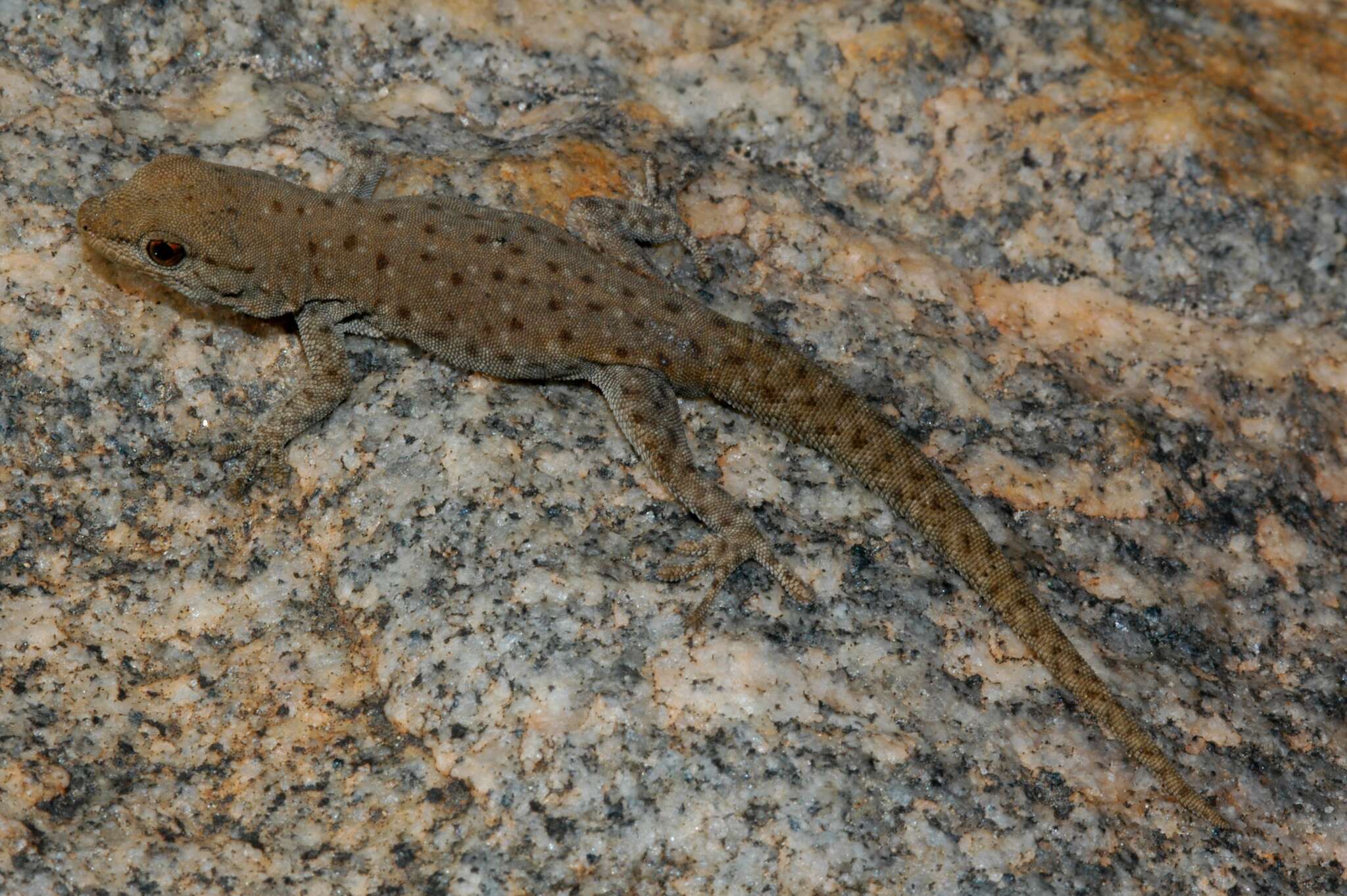 Image of Namaqua Day Gecko