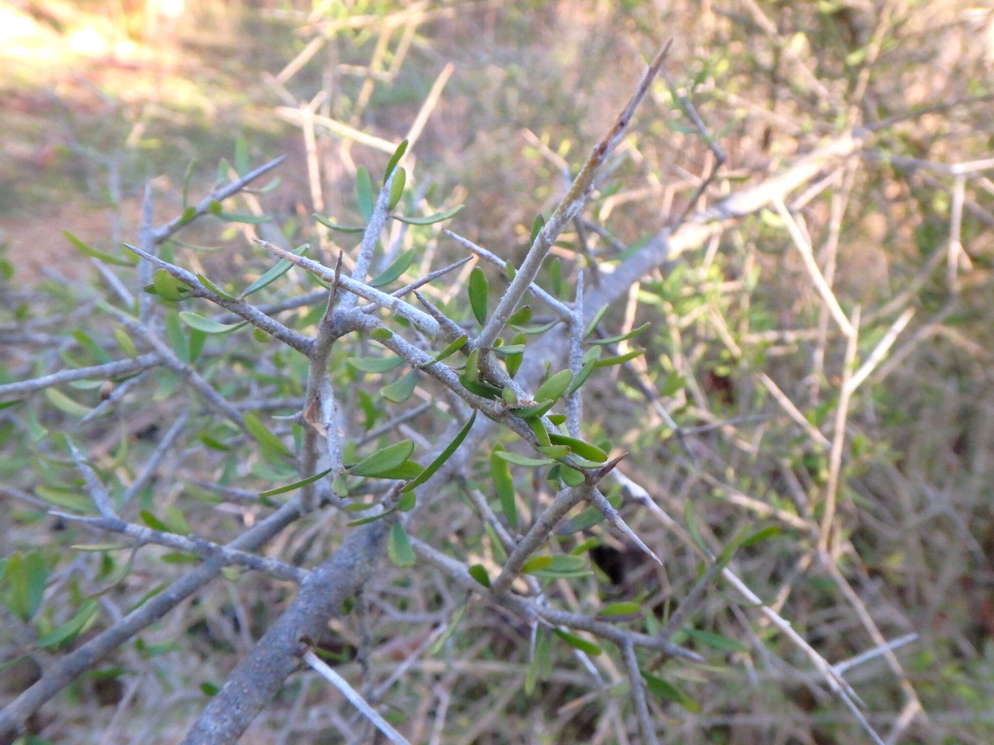 Image of Melicytus angustifolius (DC.) P. J. Garnock-Jones