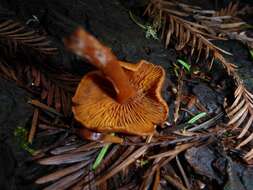 Imagem de Gymnopilus bellulus (Peck) Murrill 1917