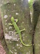 Image of Northland green gecko