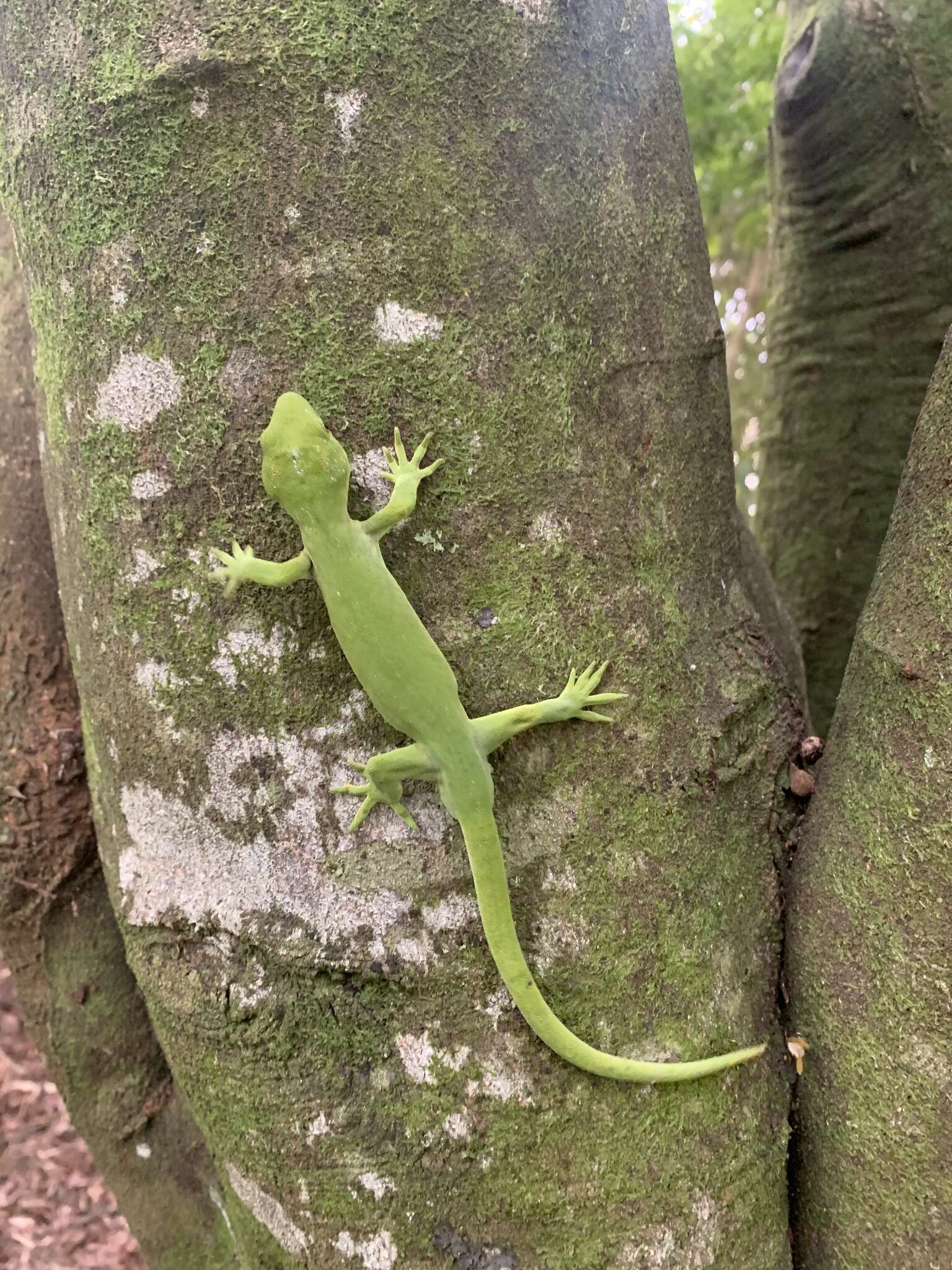 Image of Northland green gecko