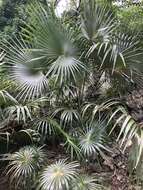 Coccothrinax alta (O. F. Cook) Becc.的圖片