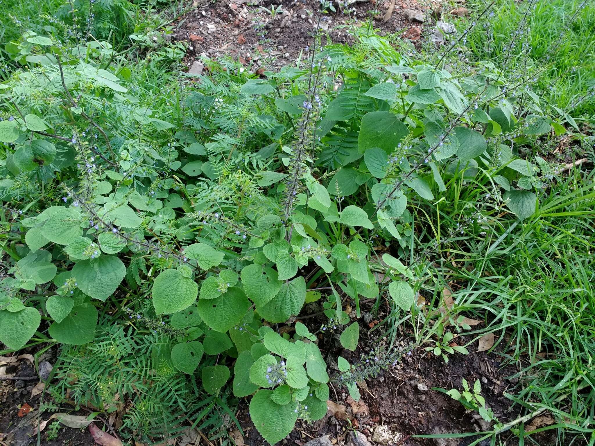 Imagem de Salvia tiliifolia Vahl