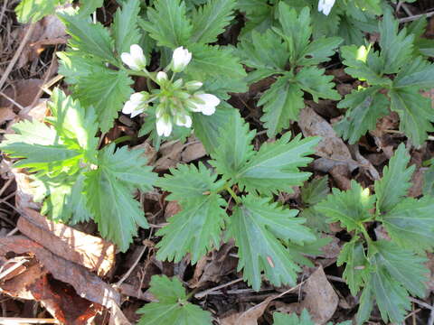 Imagem de Cardamine maxima (Nutt.) A. W. Wood