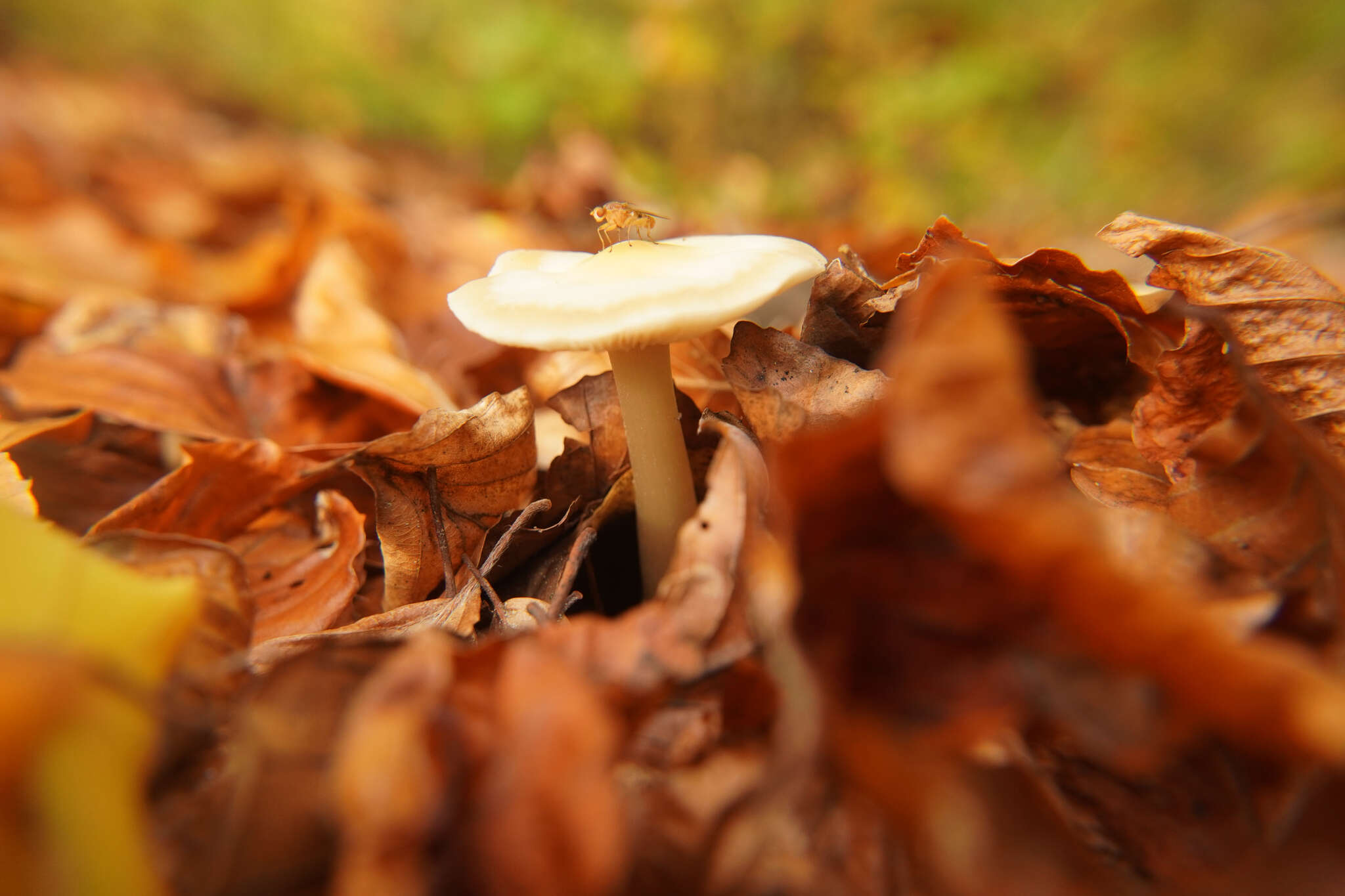 Image of Rhodocollybia asema (Fr.) Bendiksen & Dima 2021