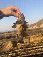 Image of Black-and-yellow rockfish