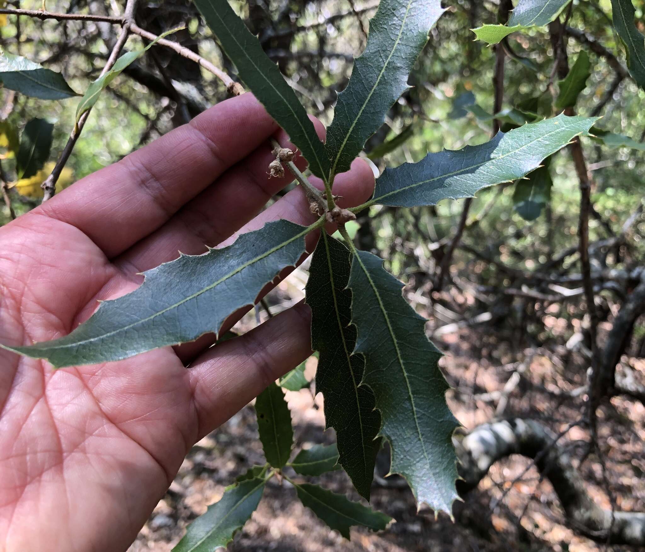 Слика од Quercus parvula var. tamalpaisensis S. K. Langer