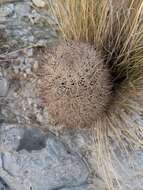 Plancia ëd Sclerocactus warnockii (L. D. Benson) N. P. Taylor