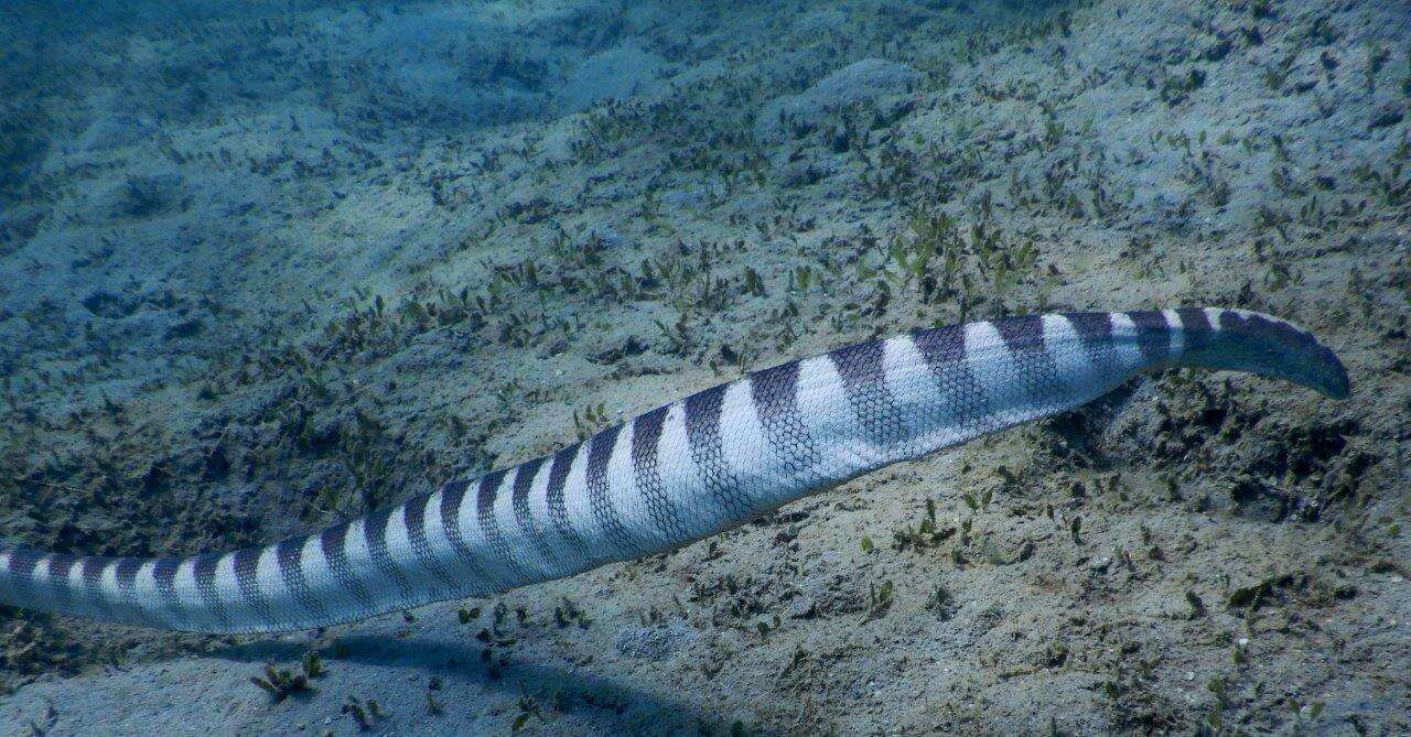 Image of Ornate Reef Sea Snake