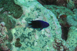 Image of Southern damsel