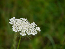 Image of Queen Anne's lace