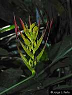 Image of Heliconia hirsuta L. fil.