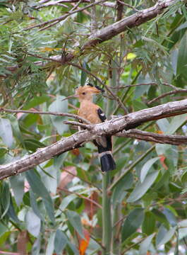 Image of Madagascan Hoopoe