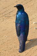 Image of Burchell's Glossy-Starling