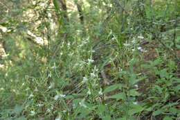 Bonatea polypodantha (Rchb. fil.) L. Bolus resmi