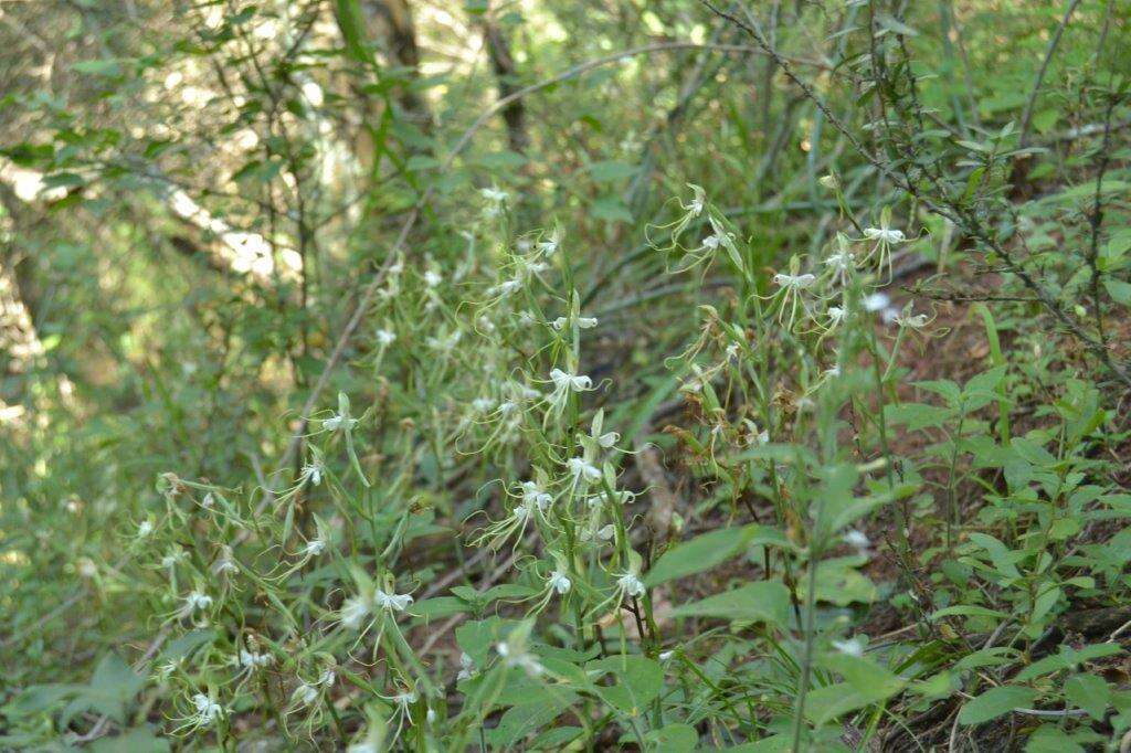 Bonatea polypodantha (Rchb. fil.) L. Bolus resmi