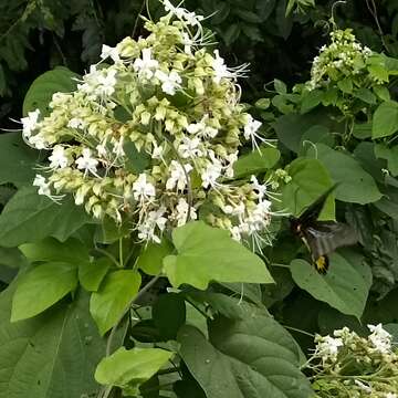 Imagem de Clerodendrum infortunatum L.